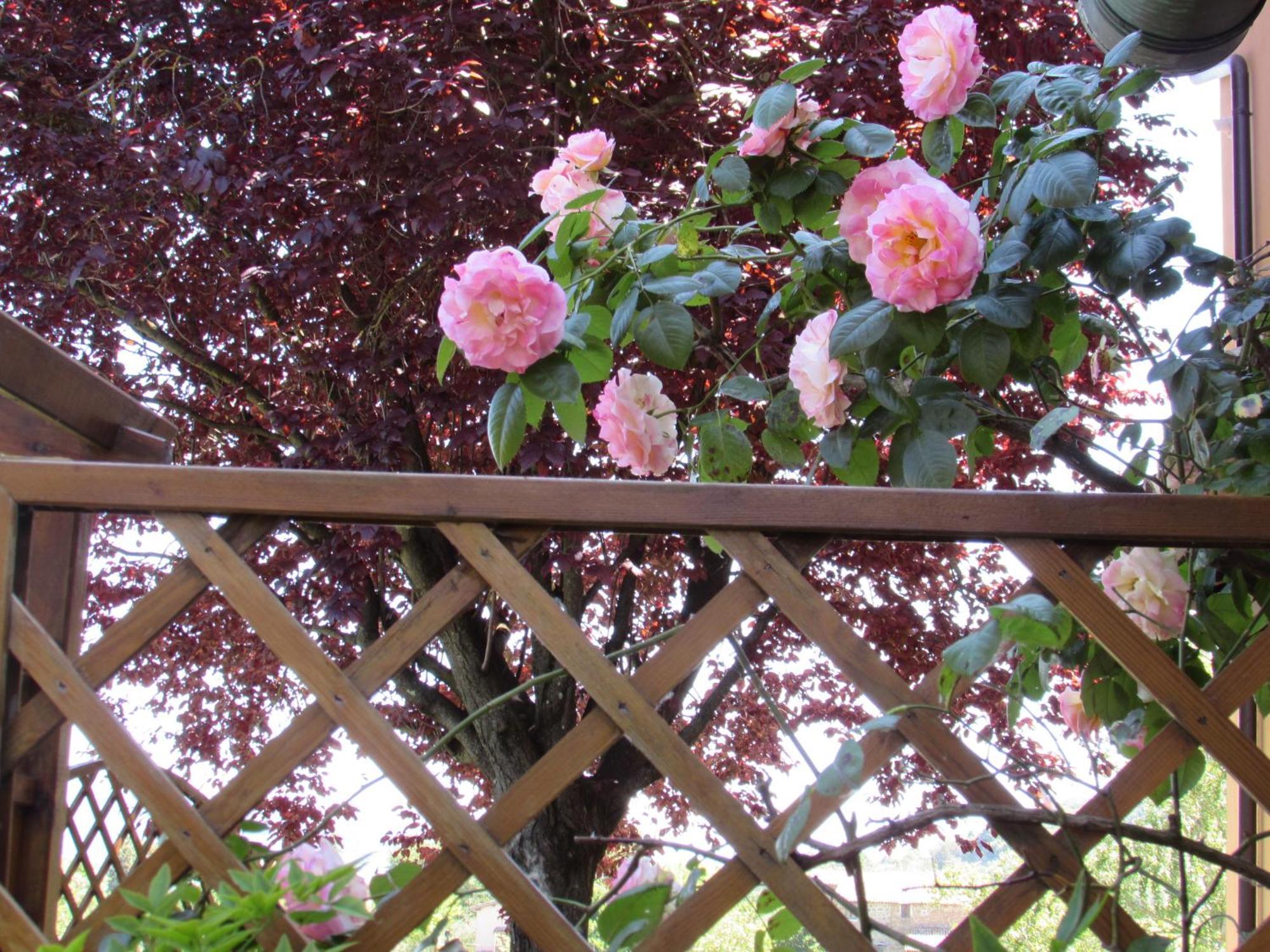 Casa Angolo Delle Rose Orvieto Luaran gambar